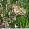 euph aurinia copula1 volg
